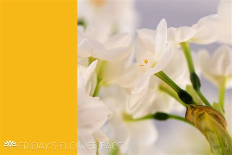 Paperwhite Narcissus | Floating Petals | Friday's Flower Facts