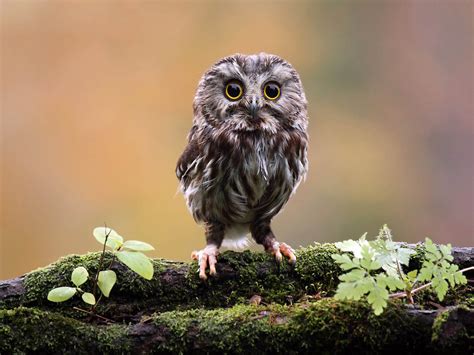 Owl Spring Wallpapers - Wallpaper Cave