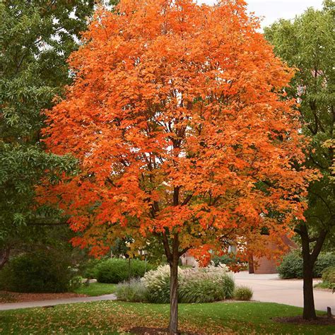 Sugar Maple tree for Sale at Arbor Day's Online Tree Nursery - Arbor ...