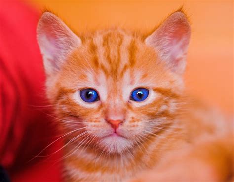 All sizes | Portrait of a red kitten with blue eyes | Flickr - Photo ...