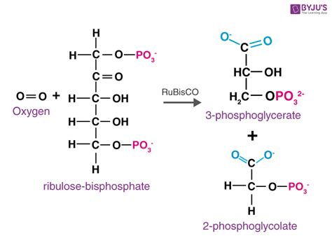 Photorespiration - Process and Significance Of Photorespiration