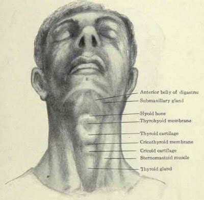 Cricoid Cartilage - Definition, Location, Function, Problems