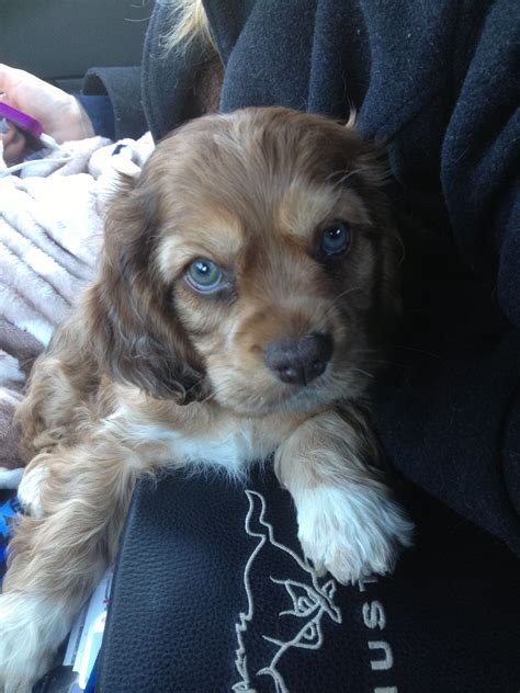 My chocolate and red sable cocker! | Spaniel puppies for sale, Cocker ...