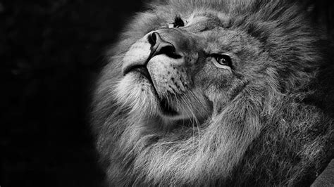 Lion Monochrome 4K Wallpapers | HD Wallpapers | ID #26062