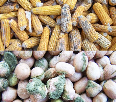 What fungi produce aflatoxin? – Groundnut Academy