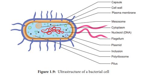 Bacteria Cell Structure