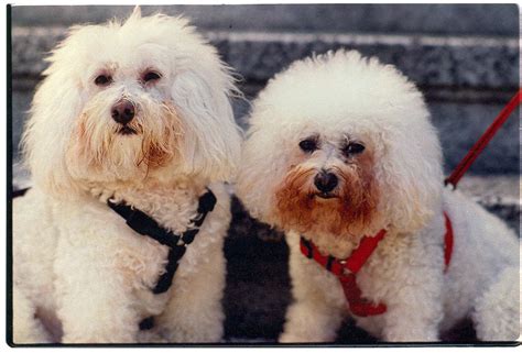 Bichon Poodle Cross Breed Guide - Animal Corner