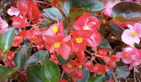 How to Grow Wax Begonia Flowers (Begonia x semperflorens-cultorum ...