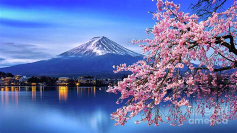 Mount Fuji Cherry Blossom