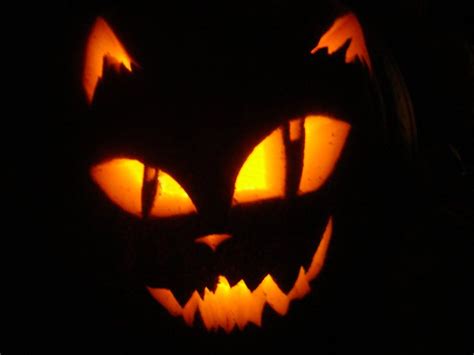 Cat Punkin | Pumpkin carving, Halloween pumpkin designs, Amazing ...