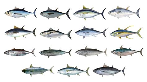 Tuna Fish Species | Types Of Tuna | In English - YouTube