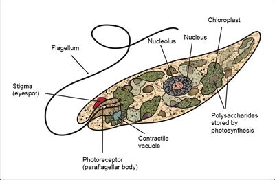 Plantlike Protists