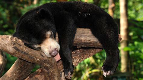 Sun Bear Habitat