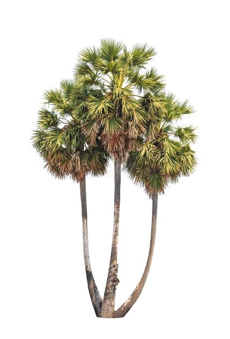 Borassus Flabellifer, Tropical Palm Tree Isolated Stock Image - Image ...