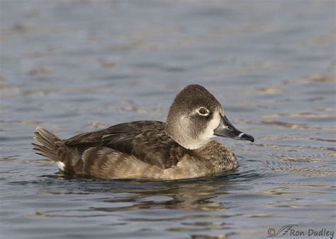 Female Ring-necked Duck With Three Catch Lights – Feathered Photography