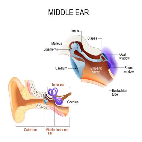 Can You Make Your Ear Roar? | North Alabama ENT Associates | Blog