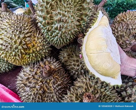 Durian Monthong on hand stock photo. Image of season - 185683028