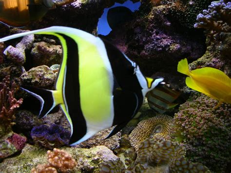 Moorish Idol: Facts, Characteristics, Habitat and More - Animal Place