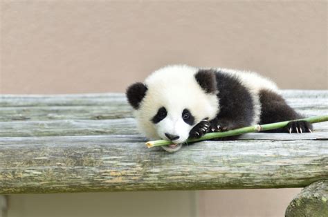 Weird Panda Behavior Explained: Giant Pandas in China