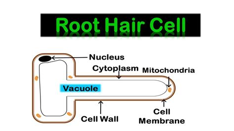 ROOT HAIR CELL & Transport in plants. - YouTube