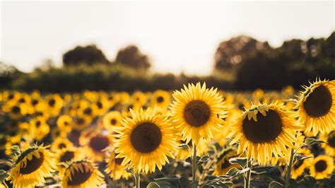 2560x1440 Sunflowers 1440P Resolution ,HD 4k Wallpapers,Images ...