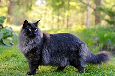 6 Fakta Menarik Mengenai Norwegian Forest Cat