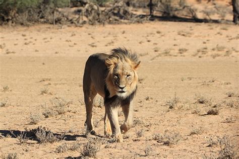 Top 50 Amazing Sahara Desert Animals - Owlcation