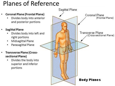 Body planes | Science online | Biology facts, Human anatomy and ...