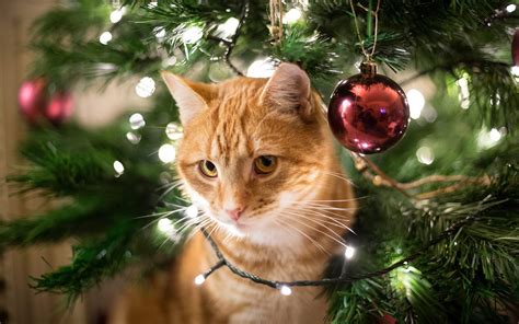 A Cat Christmas Tree Will Keep Your Pet (and Tree) Safe [2024]