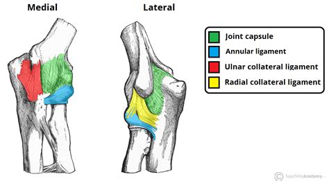 What Joint Structure Best Describes the Humeroulnar Joint - Myles-has-Kelly