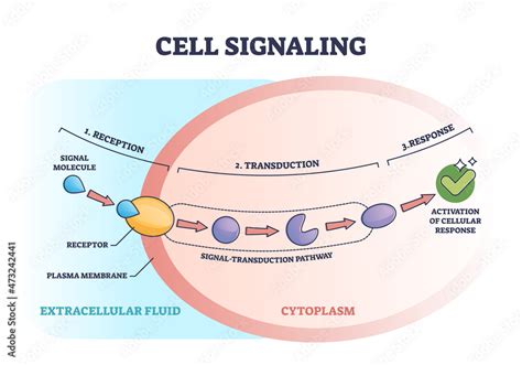 Cell or bio signaling with signal molecule pathway stages outline ...