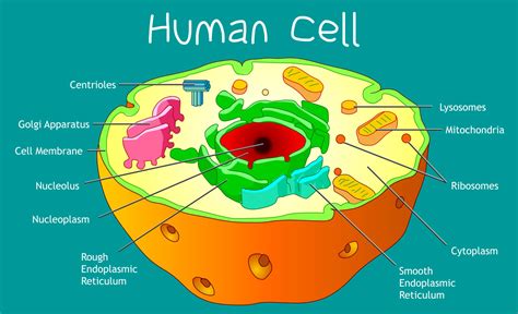 Cell Structure - Biology Online Tutorial