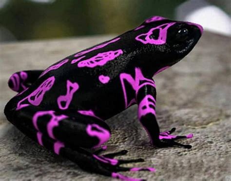 INature - Black/Purple Poison Dart Frog | Weird animals, Frog species ...