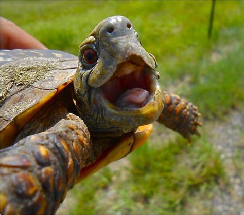 Chasing Turtles (Very Slowly) For Science and Fun - ICTMN.com | turtles ...