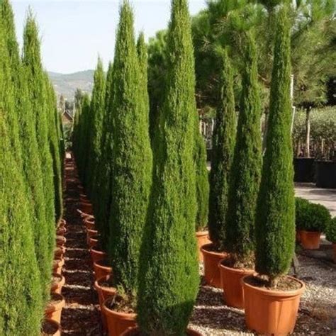 Italian Cypress Tree Seeds cupressus Sempervirens 25seeds - Etsy