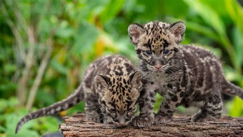 Pittsburgh Zoo announces names of clouded leopard cubs