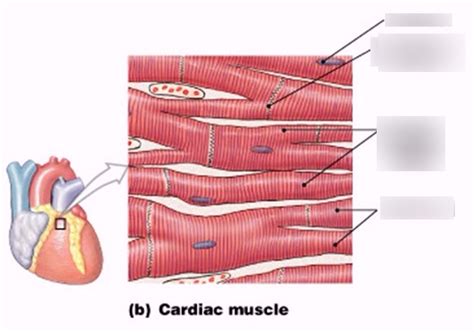 Cardiac Muscle Diagram Labeled