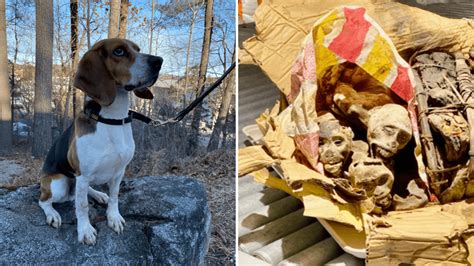 Border protection K9 sniffs out smuggled mummified monkeys from Congo ...