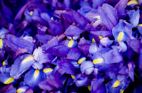 Purple Irises Wallpapers - Wallpaper Cave