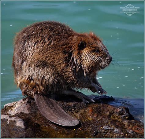 A Beaver Tale | This beaver was sunning herself on a rock ou… | Flickr