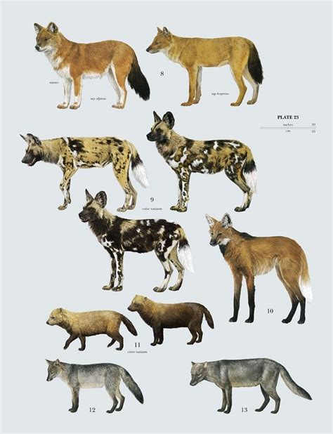 Wild canines | Wild dogs, Mammals, Rare animals