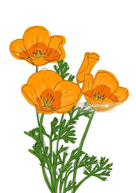 California Poppy | Illustration by Claire Rollet