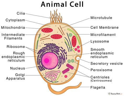 Animal Cell – Structure, Parts, Functions, Types With Diagram