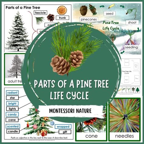 Parts of Pine Tree Life Cycle Pack - Montessori Nature Printables