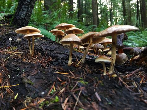 USDA just introduced a device to detect which mushrooms are toxic