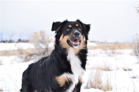 Border Collie Australian Shepherd Mix: Dog Breed Guide