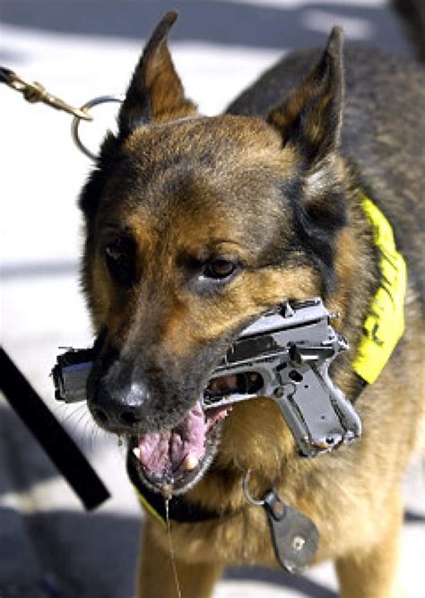 Police dog sniffs out gunman, weapon - NY Daily News