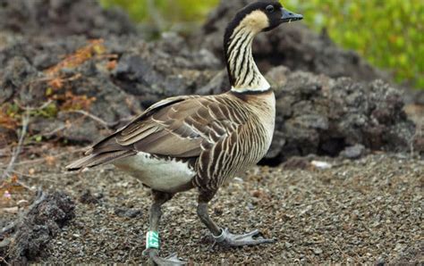 Nene the Hawaiian Goose - Polynesian Adventure Activities