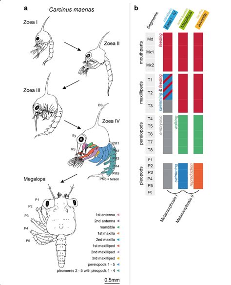 a-Larval development of Carcinus maenas L. (Decapoda, Brachyura ...