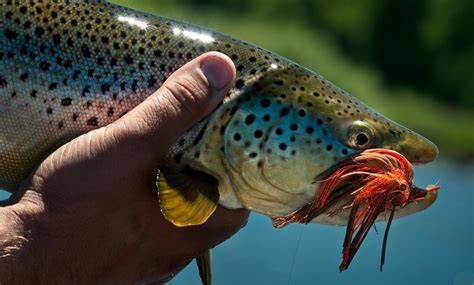 Trout Streamers And The Problem With Pushing Water - Fly Fishing | Gink ...